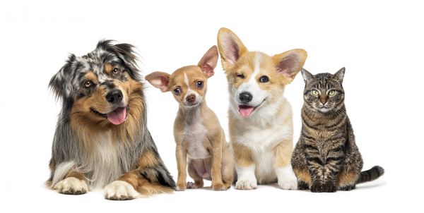 Fargo Pets