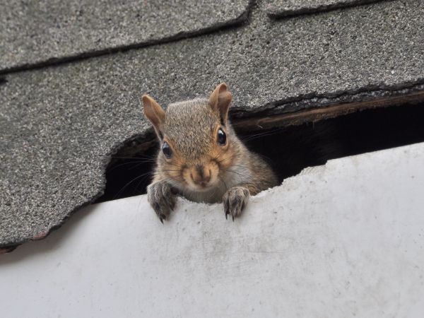 Fargo Wildlife Removal
