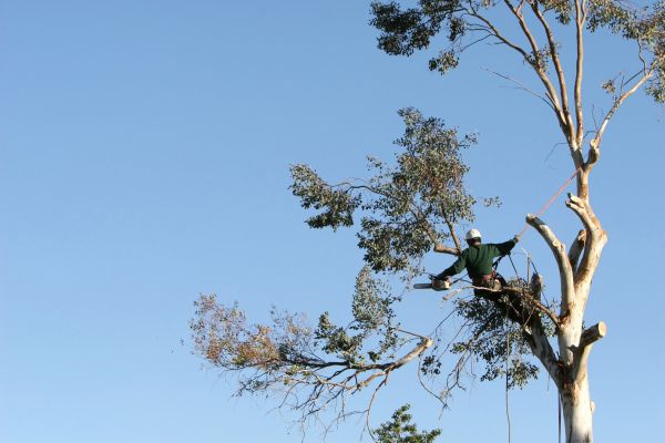 Fargo Tree Trimming