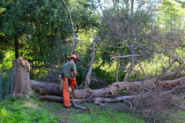 Fargo Tree Removal